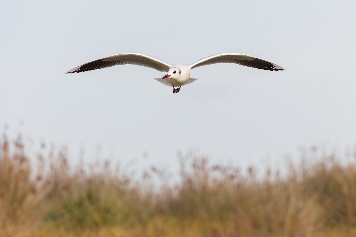 Brown-hooded Gull - Federico Rubio