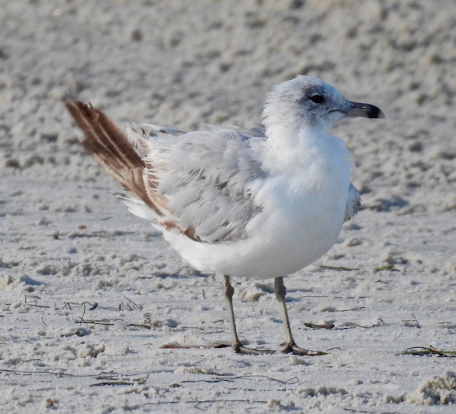 Ring-billed Gull - ML591394661