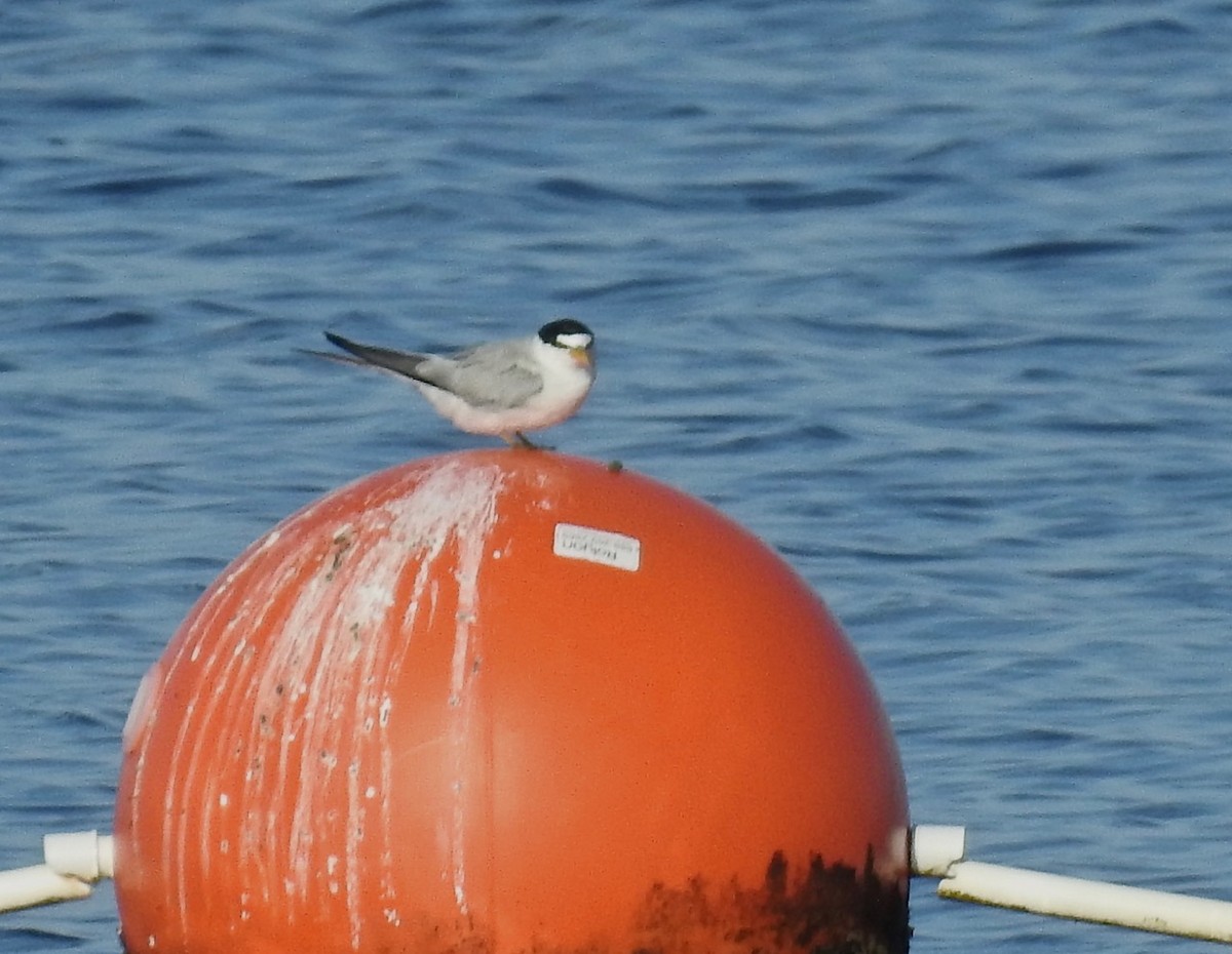 Least Tern - ML591394901