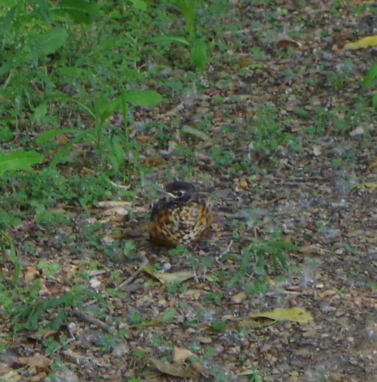 American Robin - ML591395611