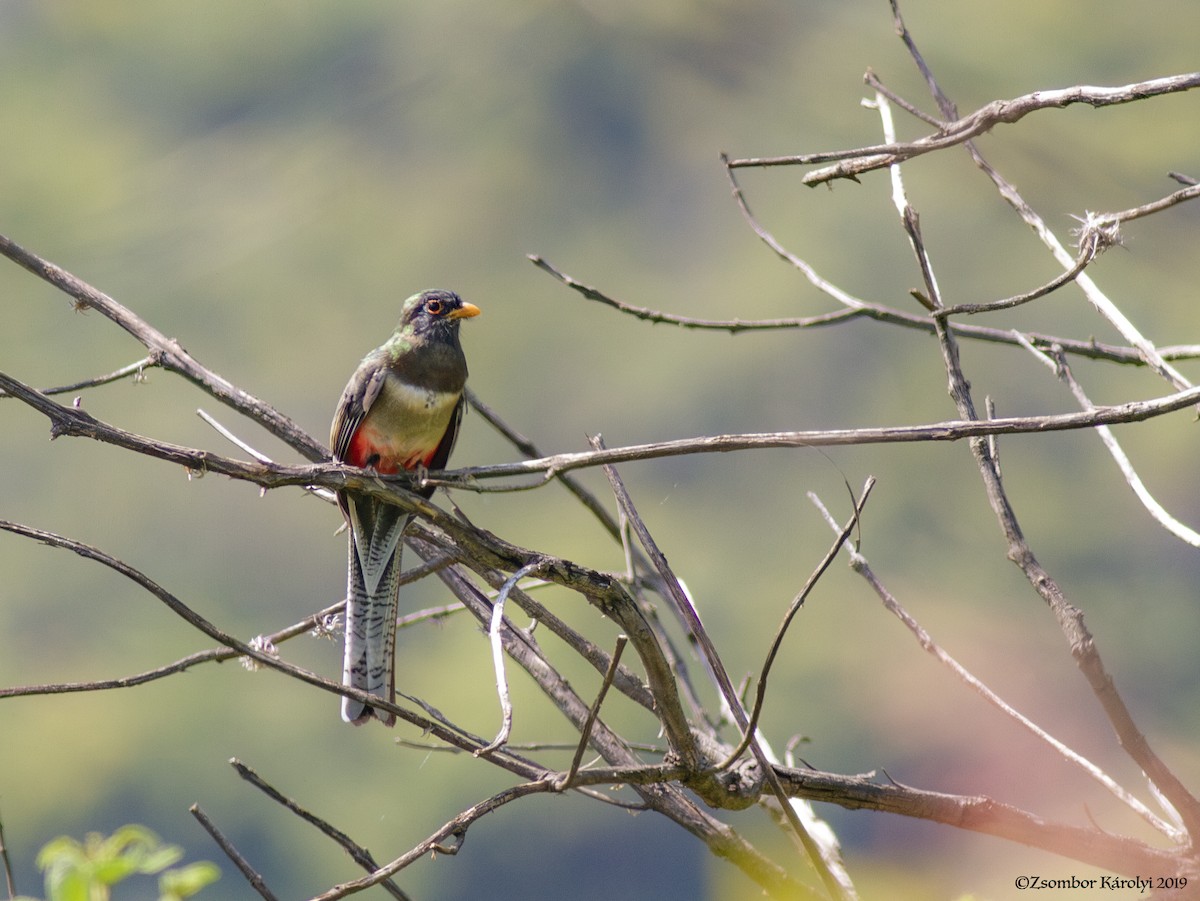 Elegant Trogon - Zsombor Károlyi