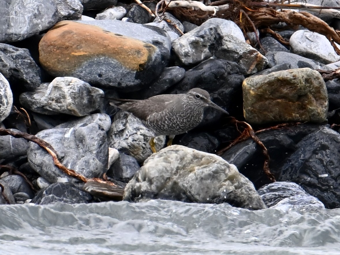 Wandering Tattler - jerald britten