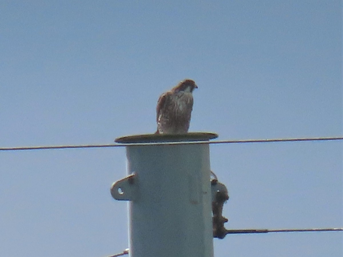 Halcón Peregrino - ML591397471