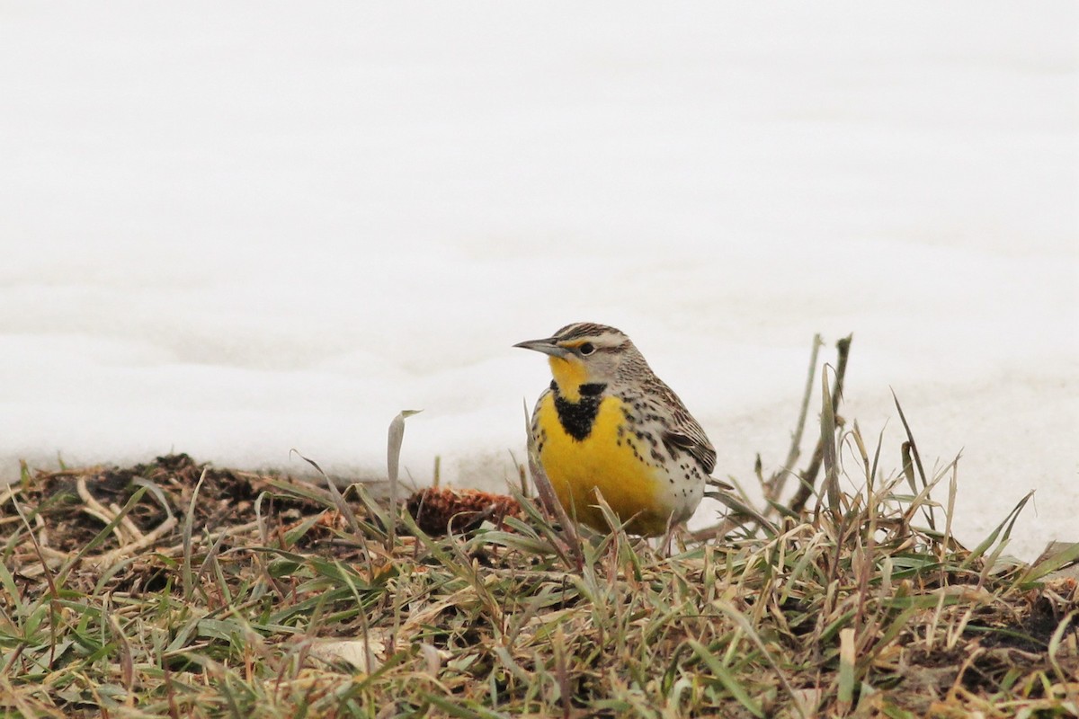 Western Meadowlark - ML591400721