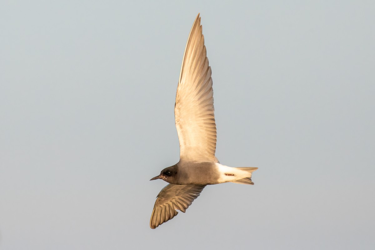 Black Tern - ML591401181