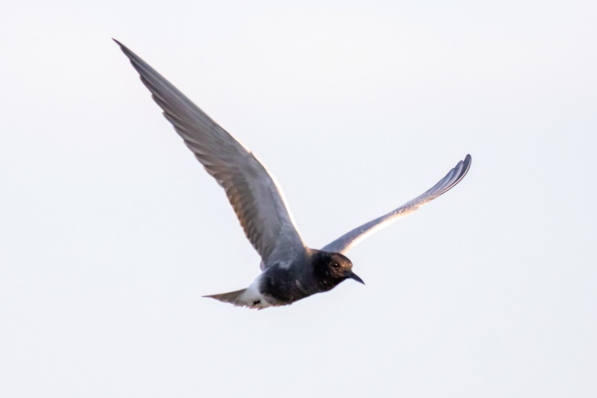 Black Tern - ML591401211