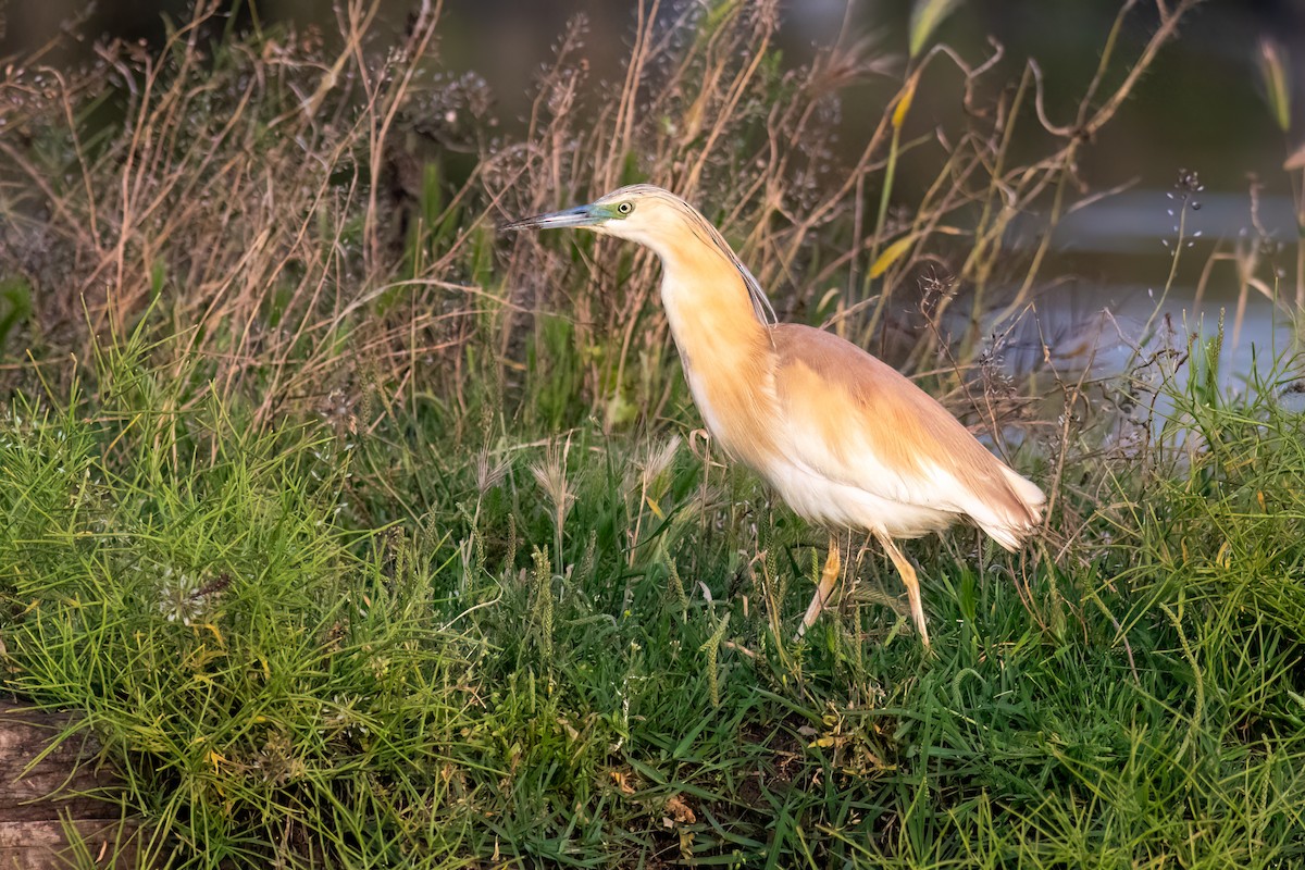 Squacco Heron - ML591401321