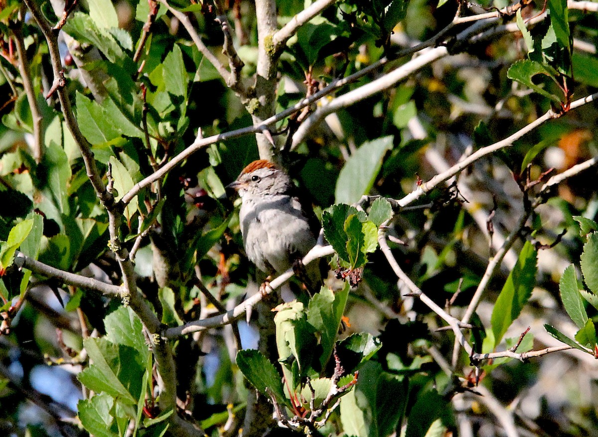 Chipping Sparrow - ML591401561