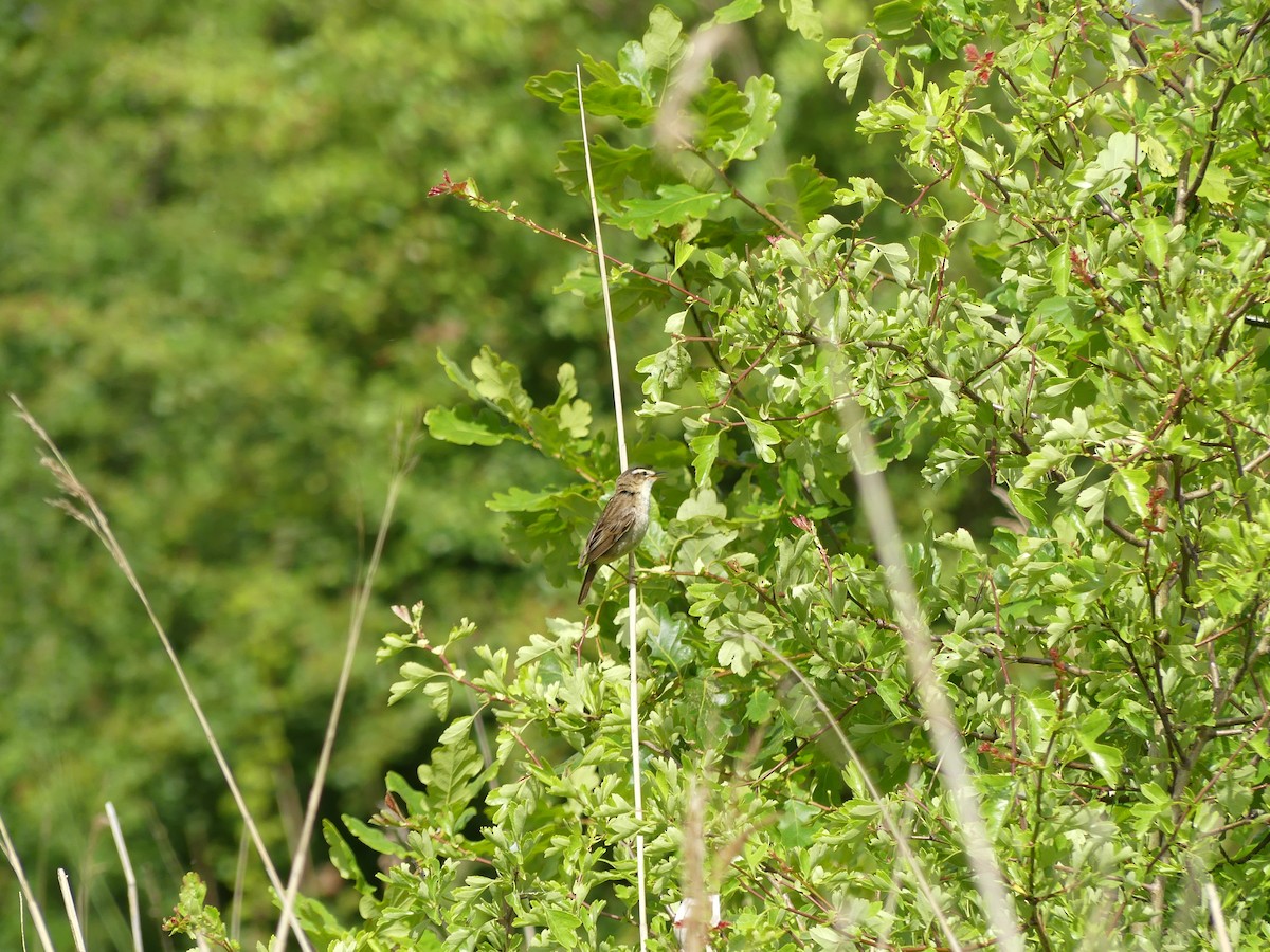 Sedge Warbler - ML591401921