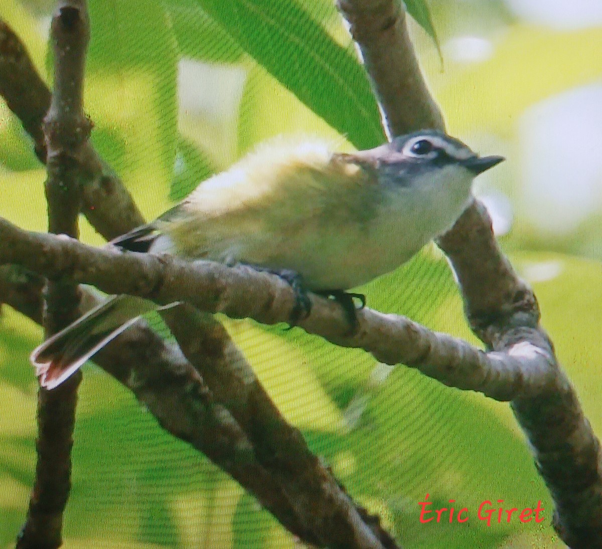 Blue-headed Vireo - ML591402061