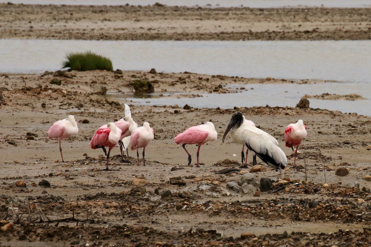 Roseate Spoonbill - ML59140301