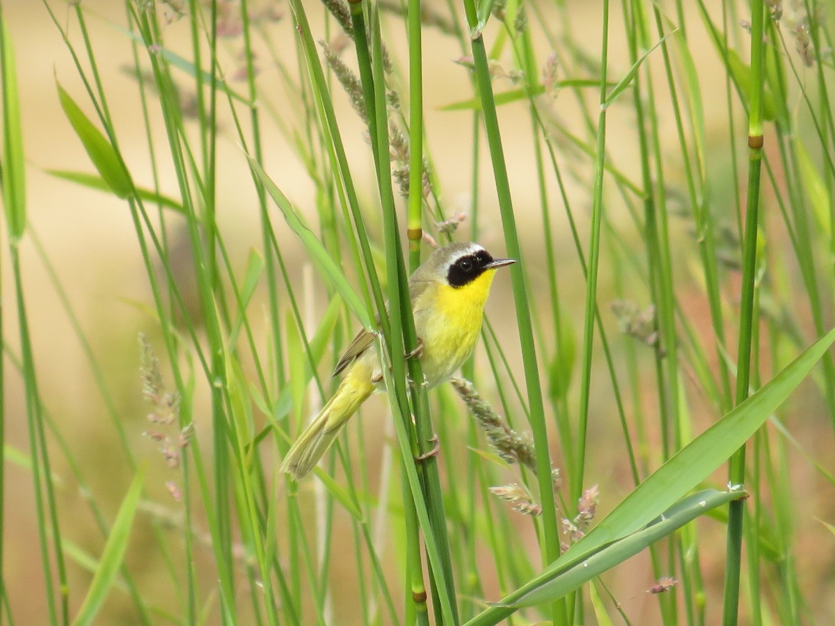 Common Yellowthroat - ML591403801