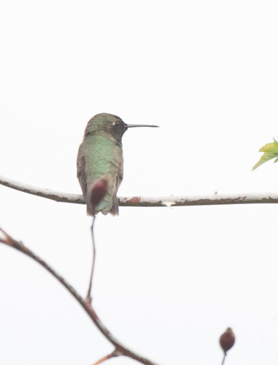 Black-chinned Hummingbird - ML591404921
