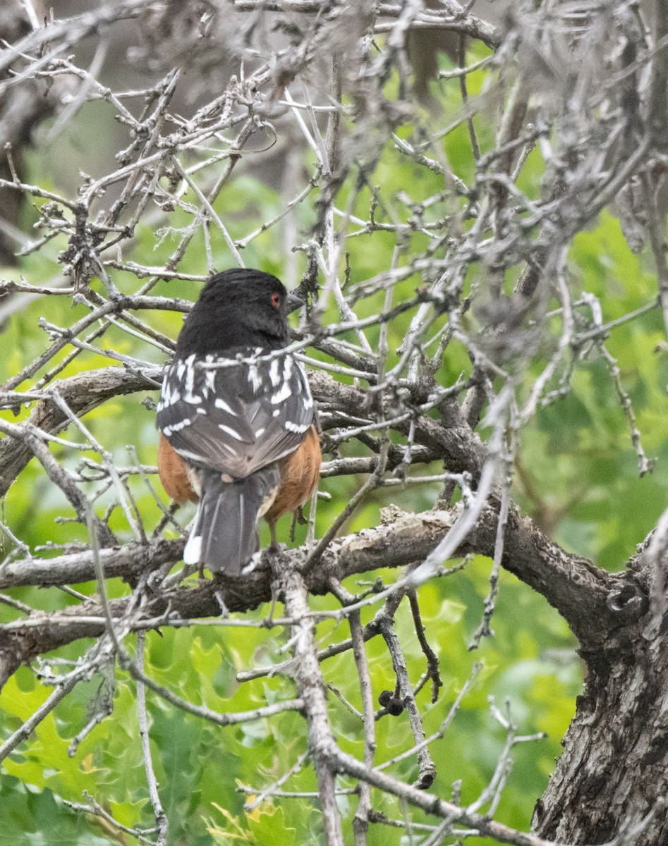 Spotted Towhee - ML591404951