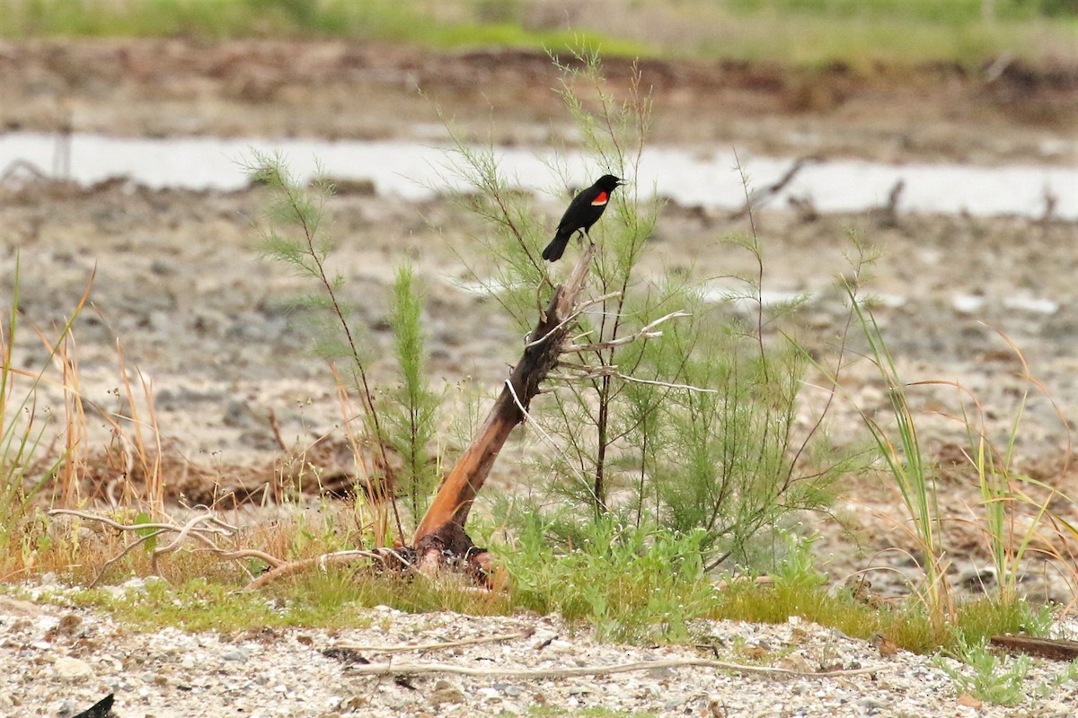 Red-winged Blackbird - ML59140581