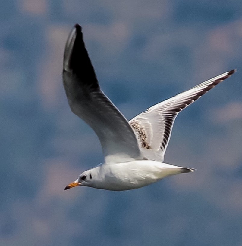 Mouette rieuse - ML591406601
