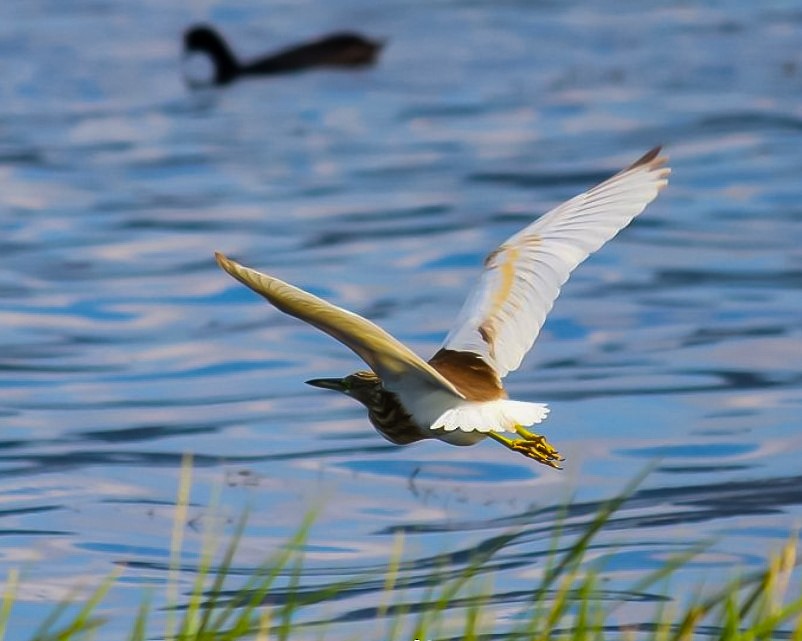 Squacco Heron - ML591406741