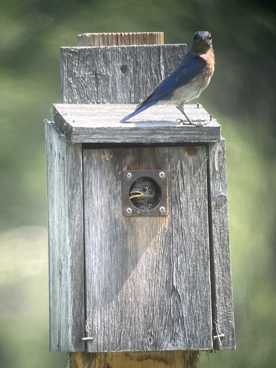 Eastern Bluebird - Louise Laperrière