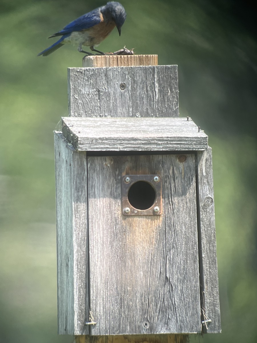 Eastern Bluebird - Louise Laperrière