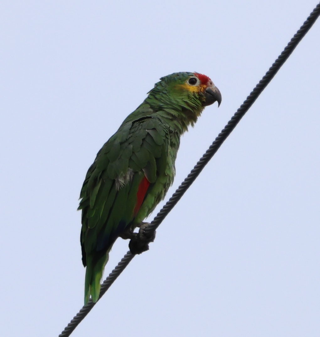 Red-lored Parrot - ML591409681