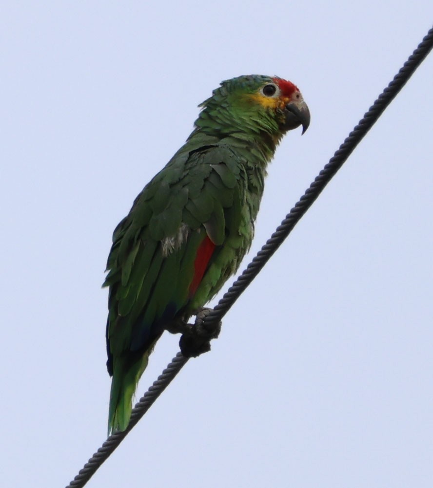 Red-lored Parrot - ML591409691