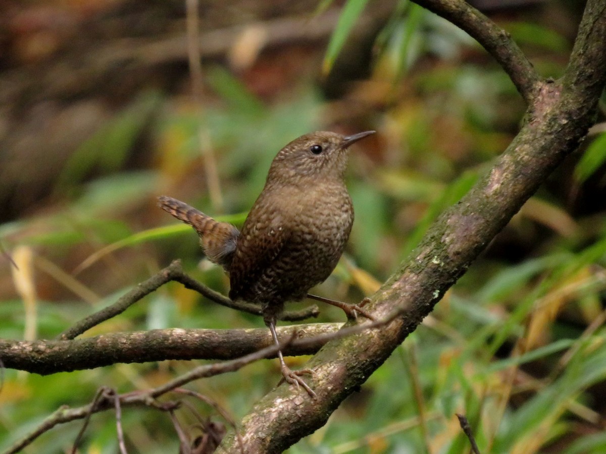 Eurasian Wren - ML59140981