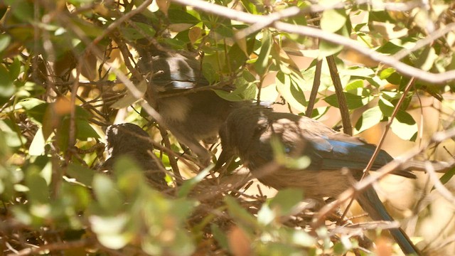 Woodhouse's Scrub-Jay - ML591409941