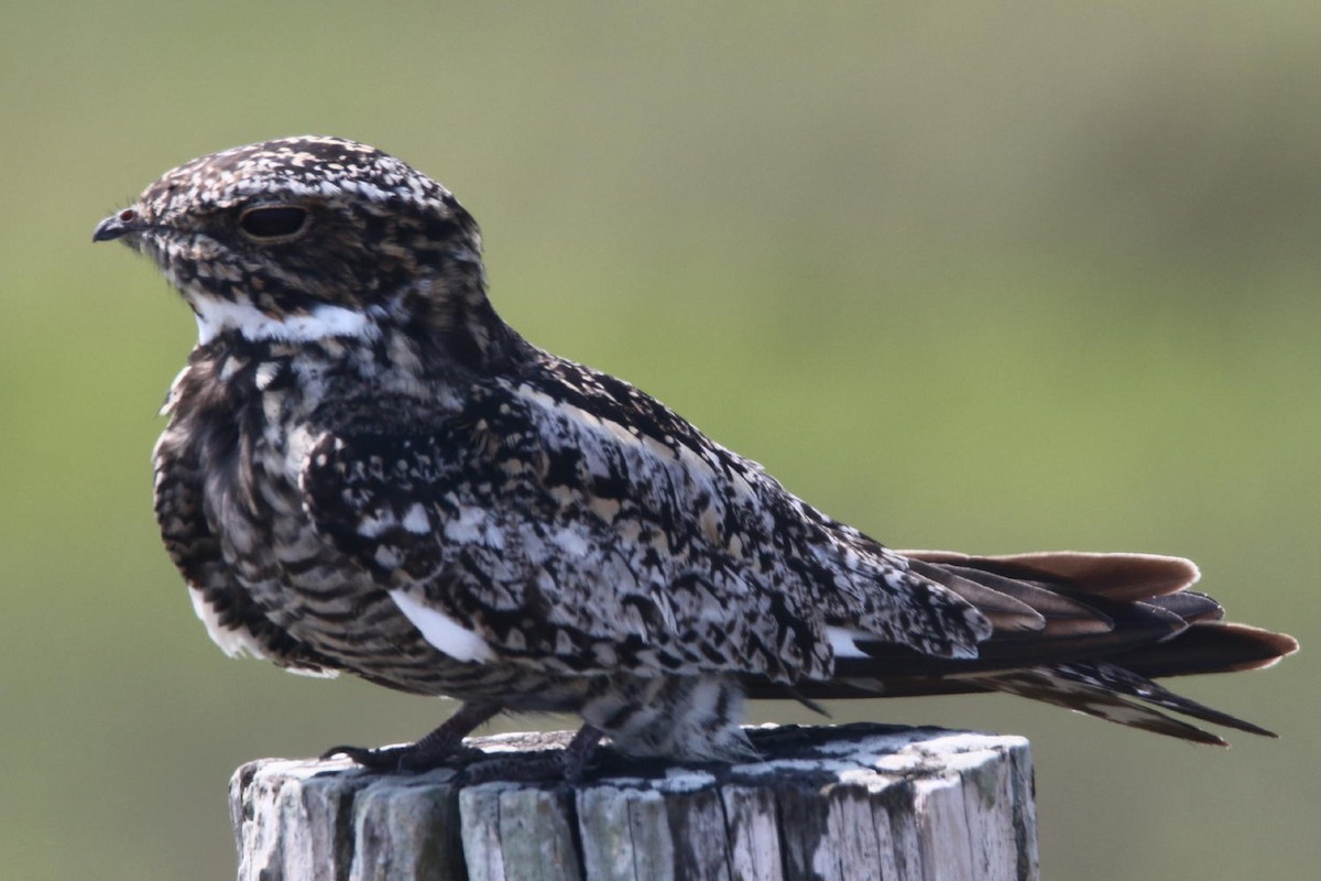 Common Nighthawk - ML59141081