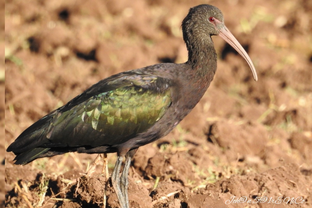 ibis andský - ML591411291