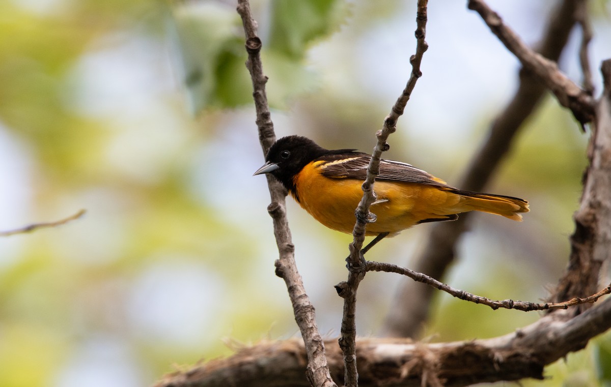 Baltimore Oriole - Annika Anderson