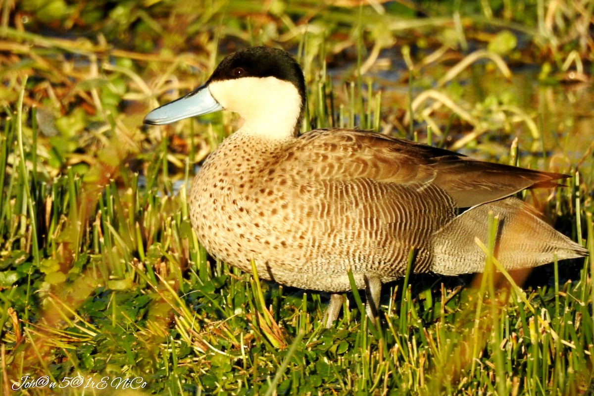 Puna Teal - Bucaneros de la Conservación SBC