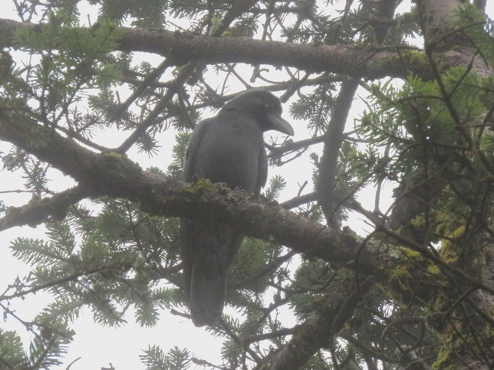 Corbeau à gros bec - ML59141211