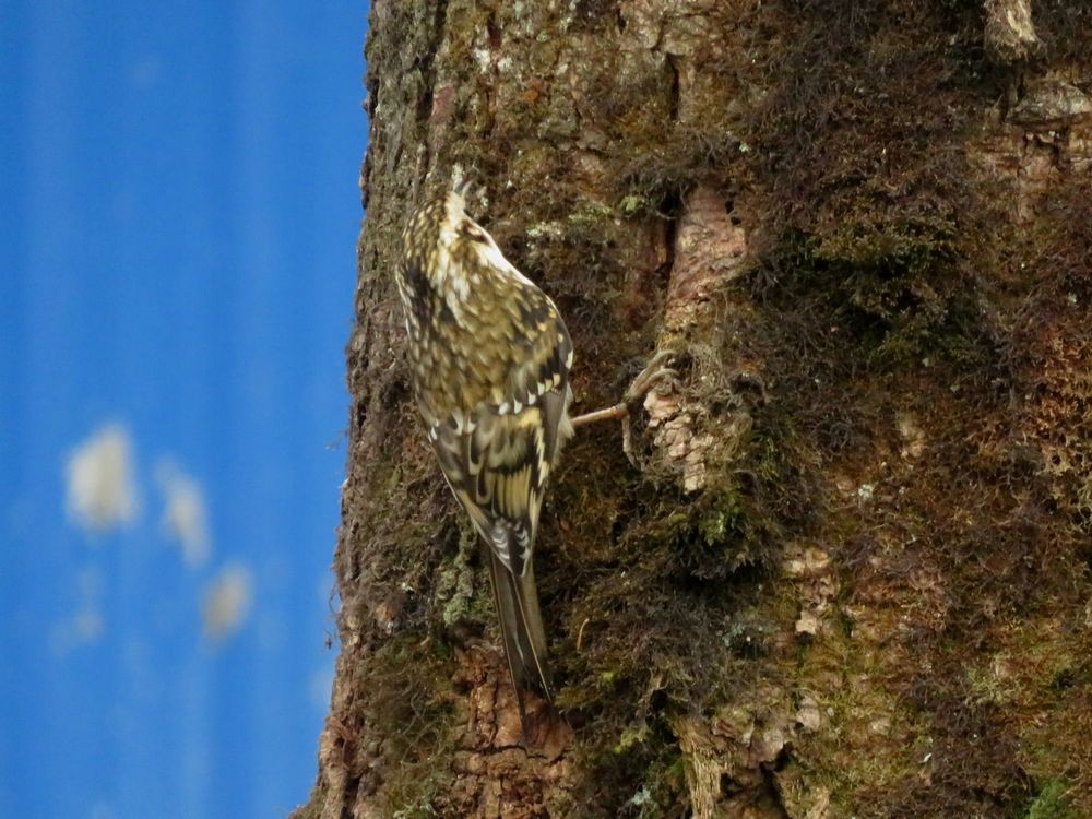 Hodgson's Treecreeper - ML59141221