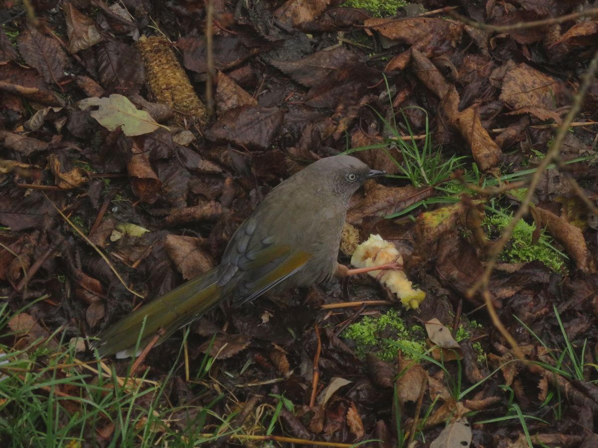 Elliot's Laughingthrush - Kaichi Huang