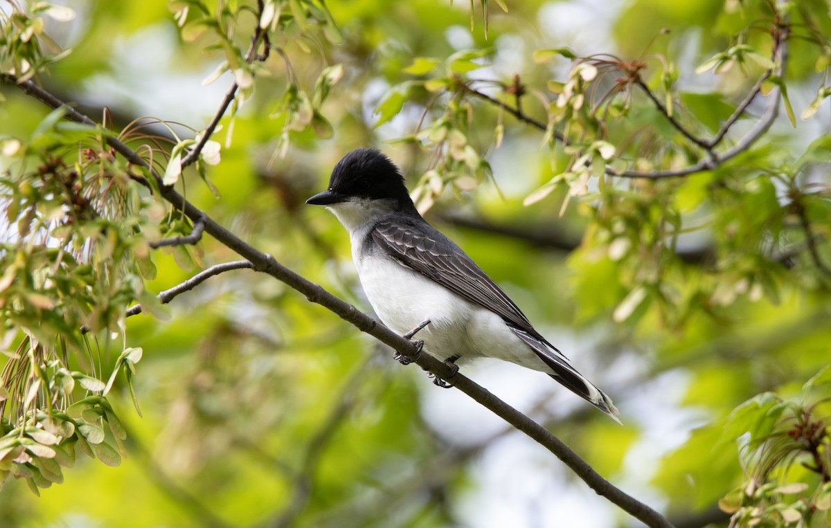 Eastern Kingbird - ML591412551