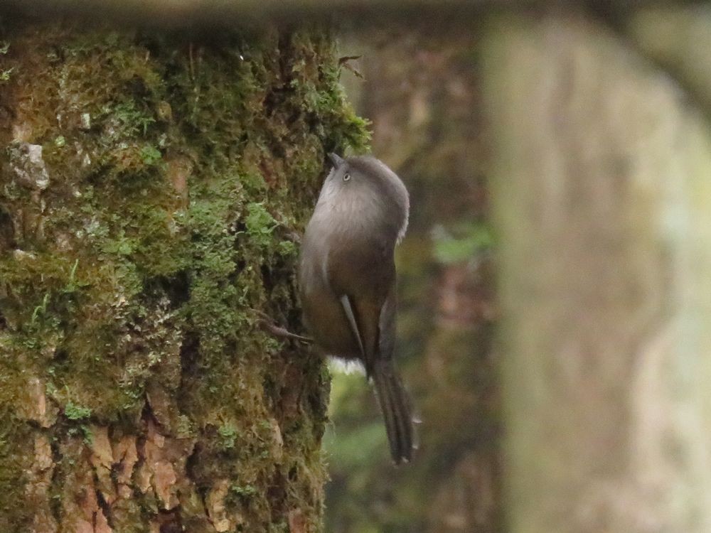 Gray-hooded Fulvetta - ML59141261