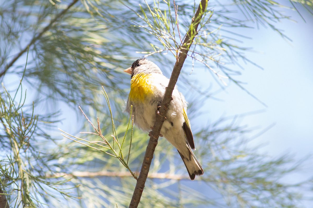 Lawrence's Goldfinch - Nathan French