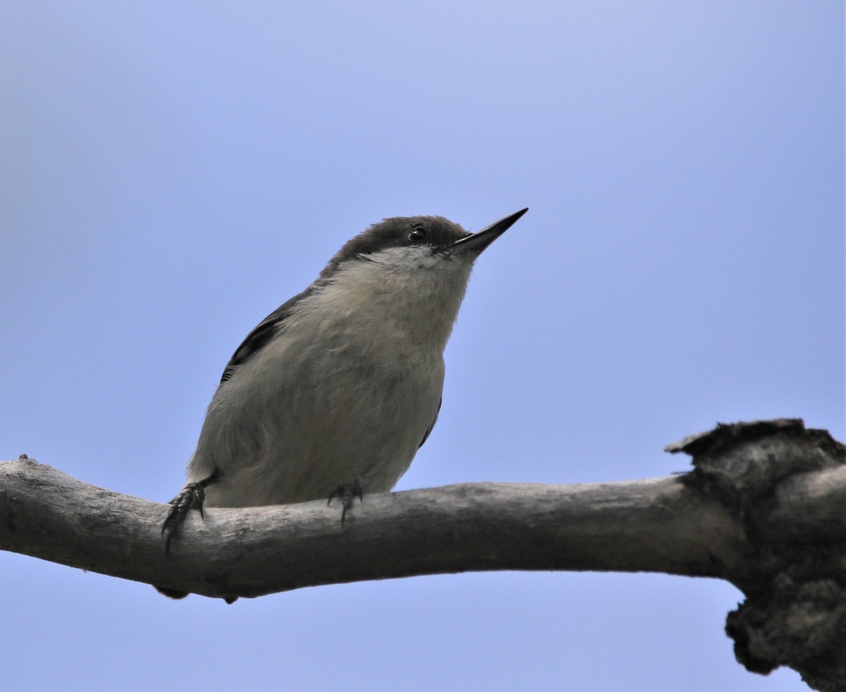 Pygmy Nuthatch - ML591414241