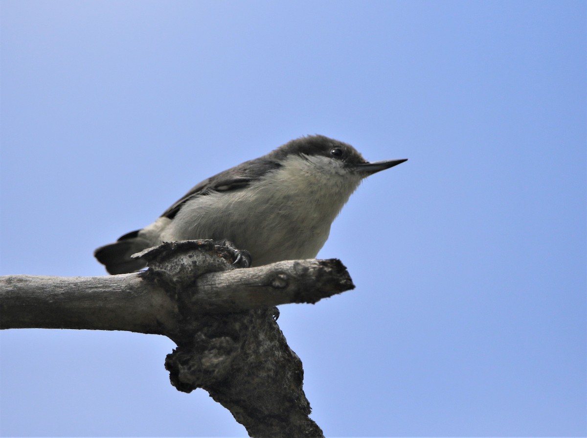 Pygmy Nuthatch - ML591414271