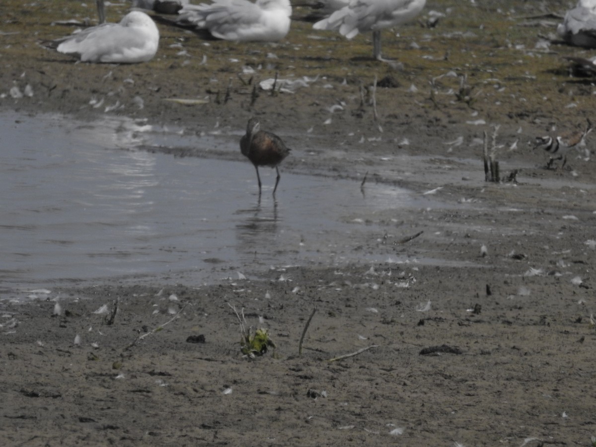 břehouš aljašský - ML591414751