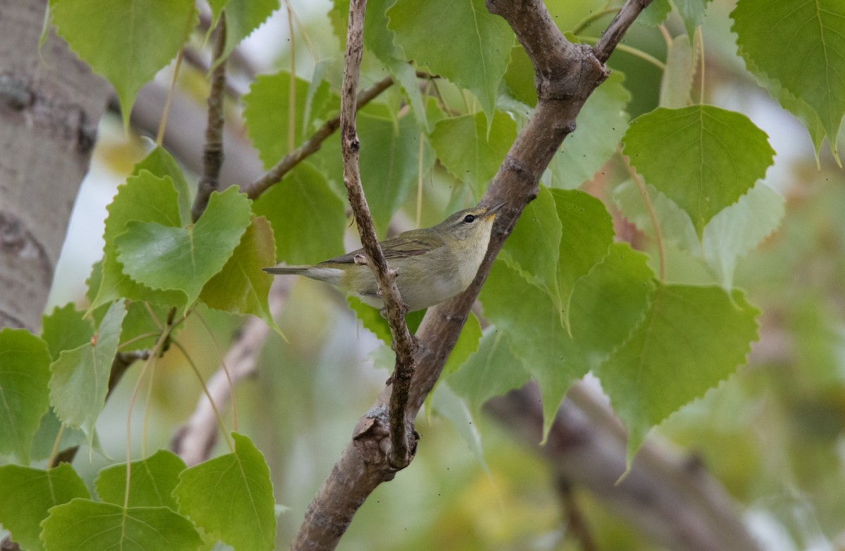 Philadelphia Vireo - ML591415111