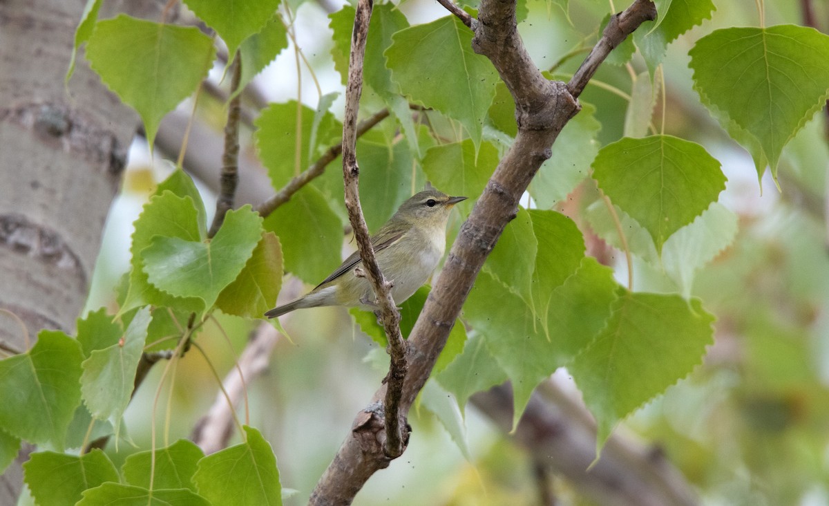 Philadelphia Vireo - ML591415121