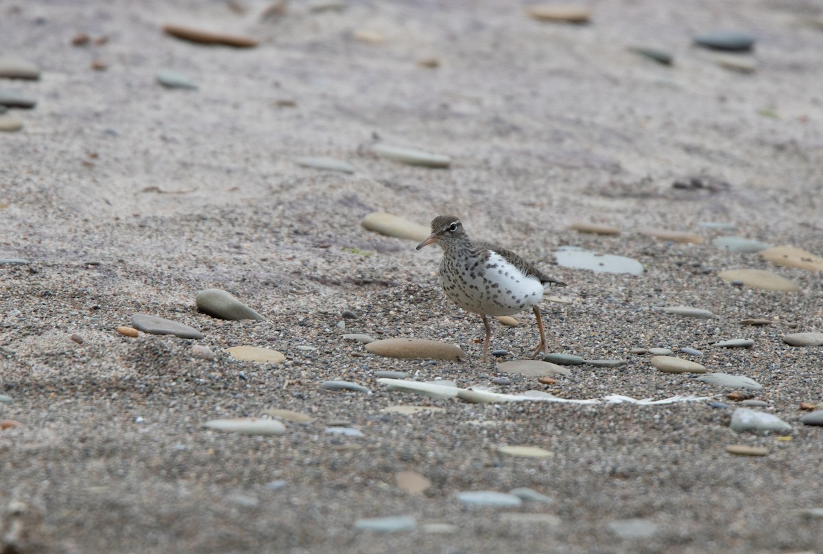 Spotted Sandpiper - ML591415271