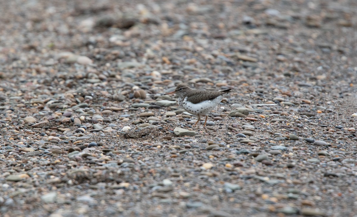 Spotted Sandpiper - ML591415281