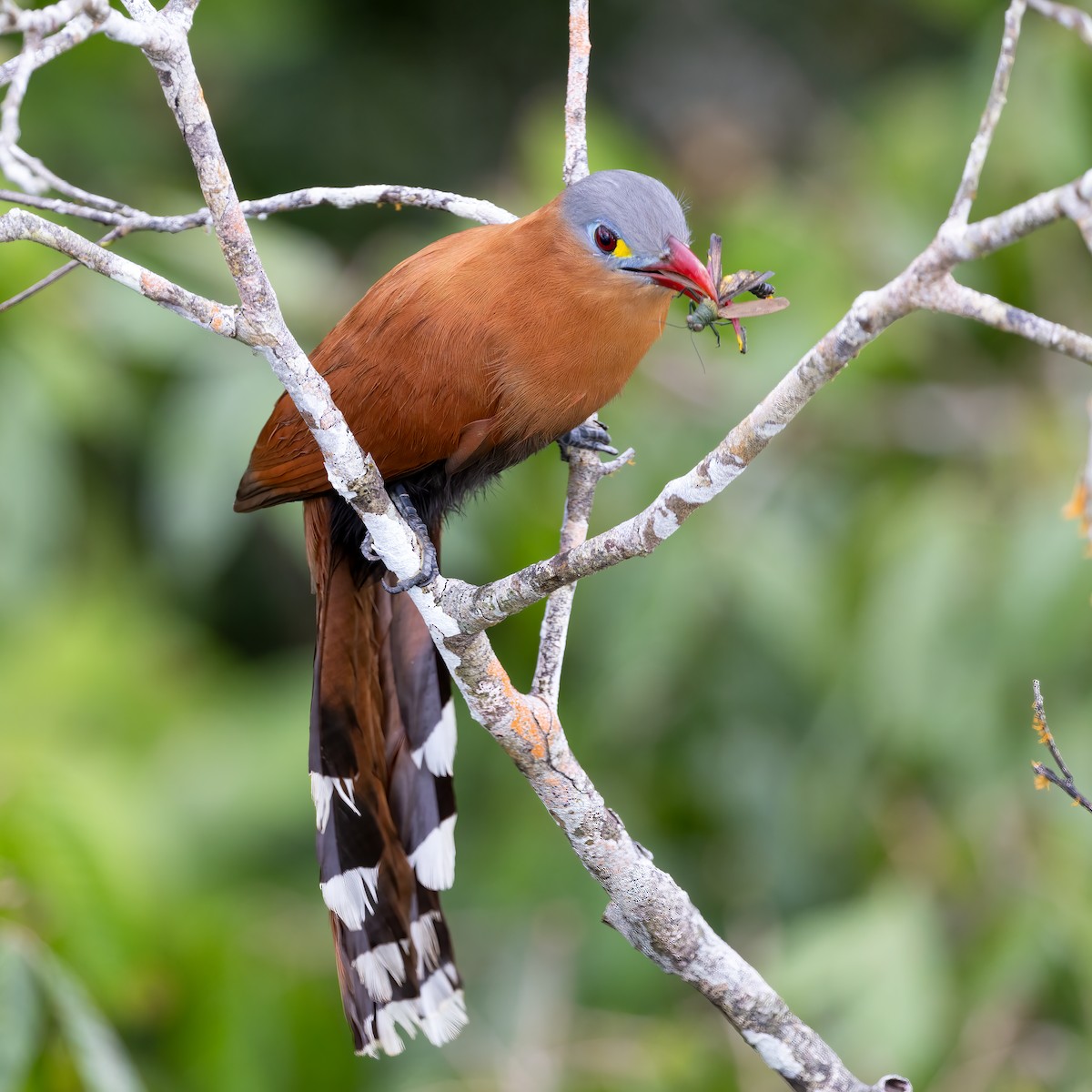 Black-bellied Cuckoo - Erik Dahl