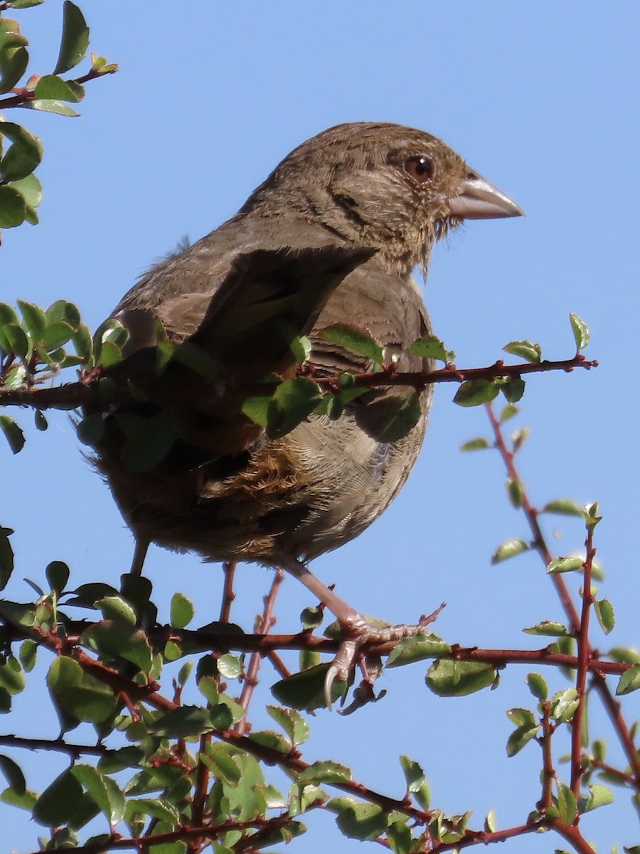 California Towhee - ML591416001