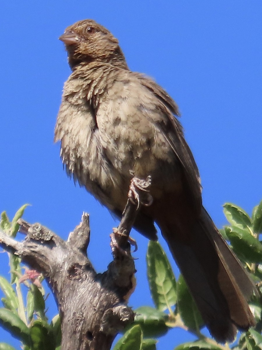 California Towhee - ML591416011