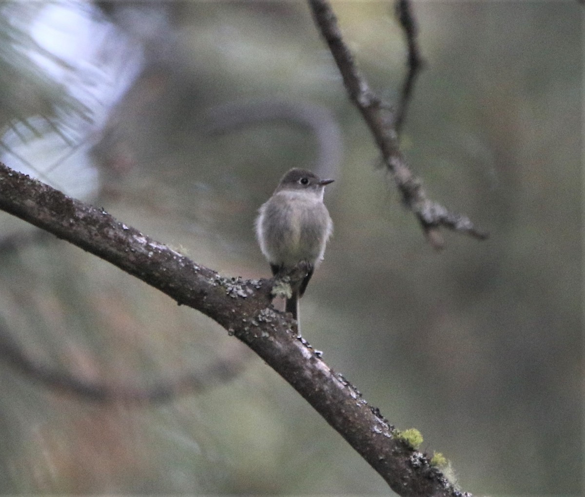 Hammond's Flycatcher - Ann Vaughan