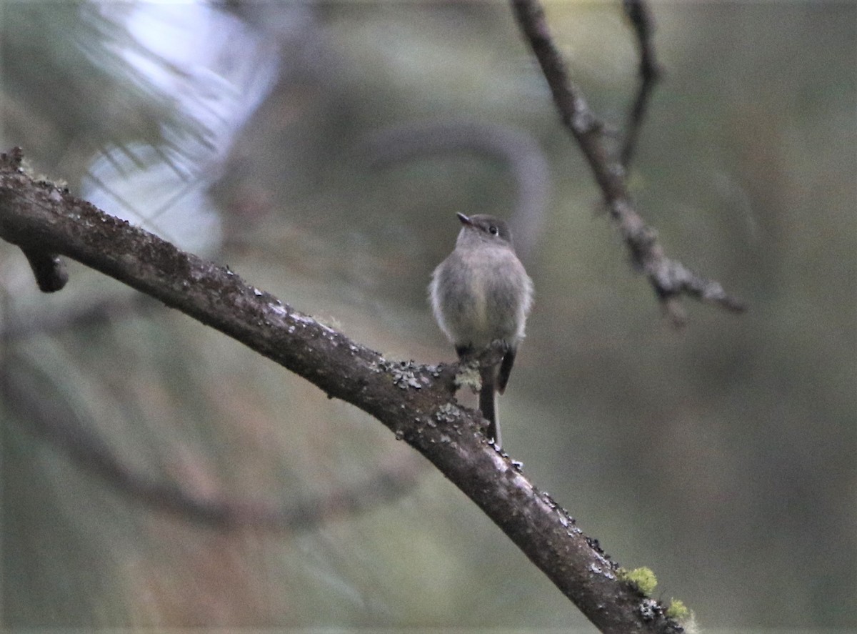 Hammond's Flycatcher - ML591416851