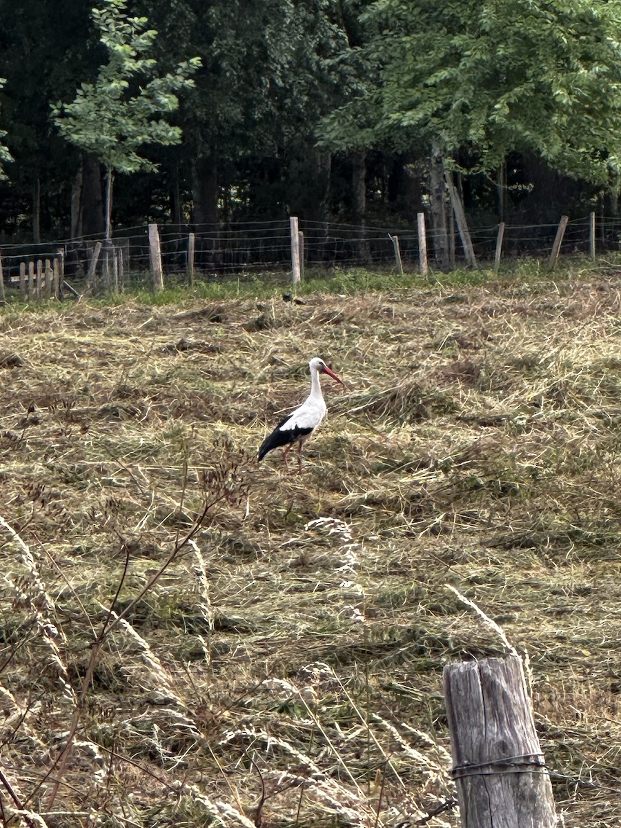 White Stork - Bastiaan Notebaert